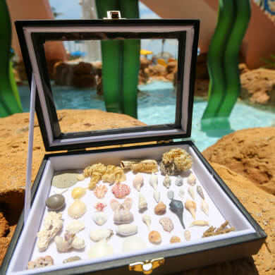 Seashell Shadow Box Craft