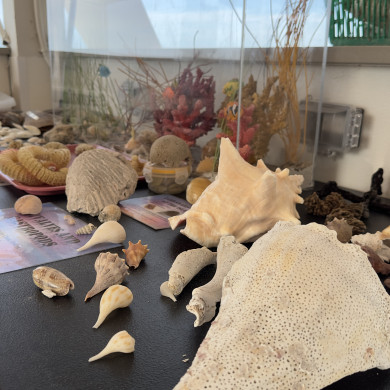Local shells collected