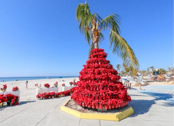 A palm tree is surrounded by a cone-shaped display of red poinsettia pots on a beach promenade under a clear blue sky.