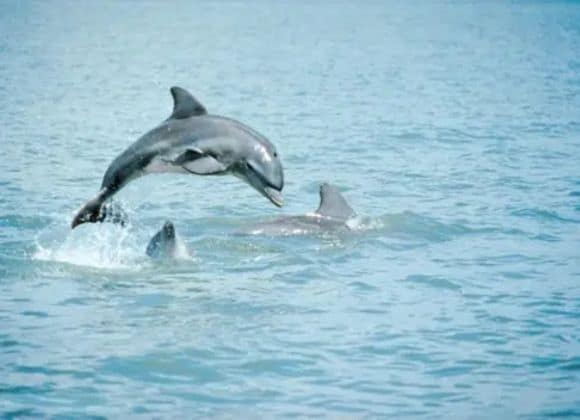 A dolphin leaps out of the water while two other dolphins swim nearby in the ocean.