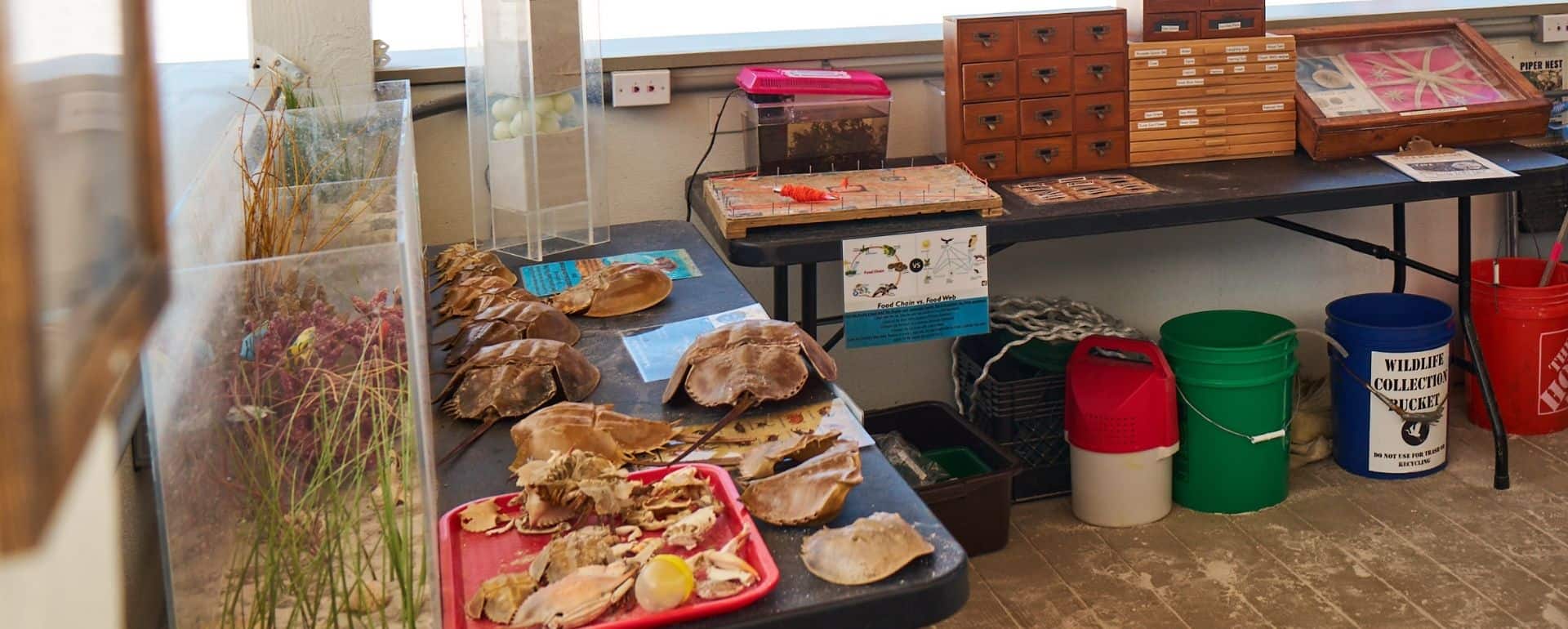 Table displays crab shells, educational materials, small drawers, and buckets in a classroom or nature center setting.