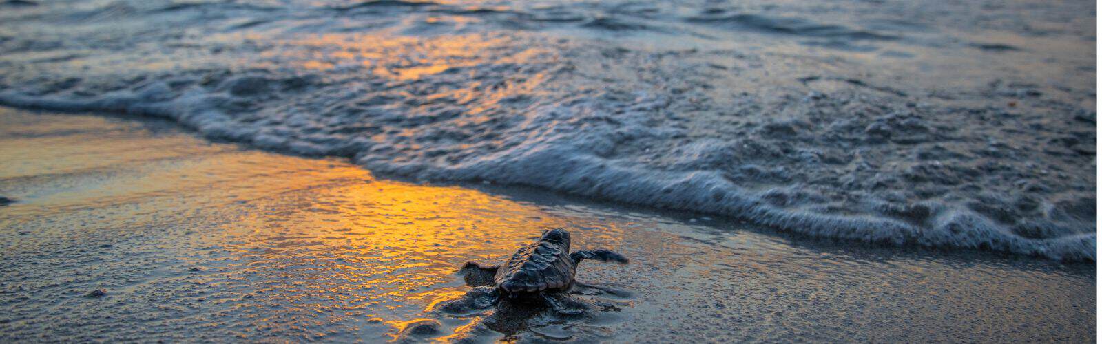 A baby sea turtle crawls on wet sand toward the ocean at sunset, with gentle waves approaching the shore.