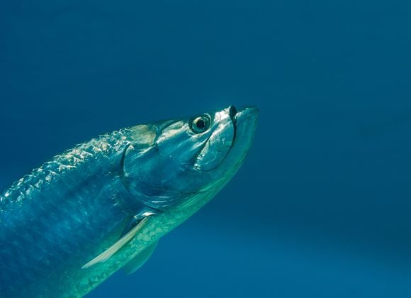 A close-up of a silver fish swimming underwater against a blue background.