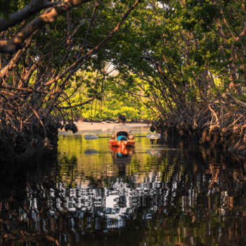 A person paddles a red kayak through a narrow waterway surrounded by dense mangrove trees, with sunlight filtering through the branches.