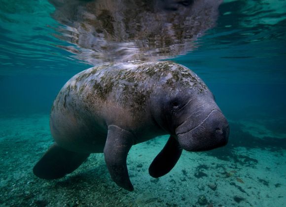 A manatee swims underwater near the surface in clear, shallow water.